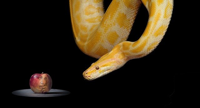 Pixabay snake-1322240_640