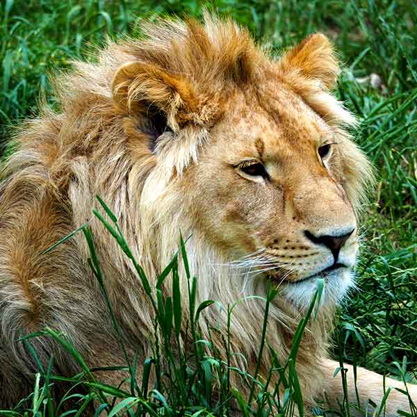 lion-830530-600