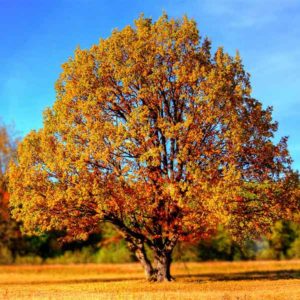 pixabay-tree-99852-600