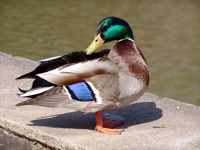 Pixabay_animal-200823_640
