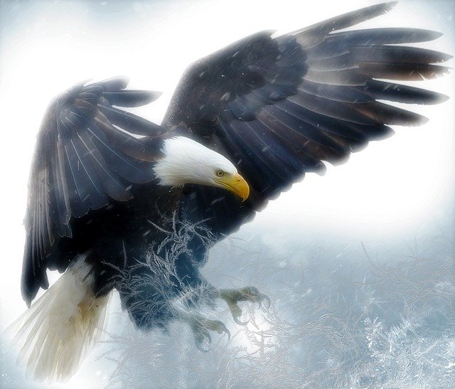 Pixabay_bald-eagle-2190424_640