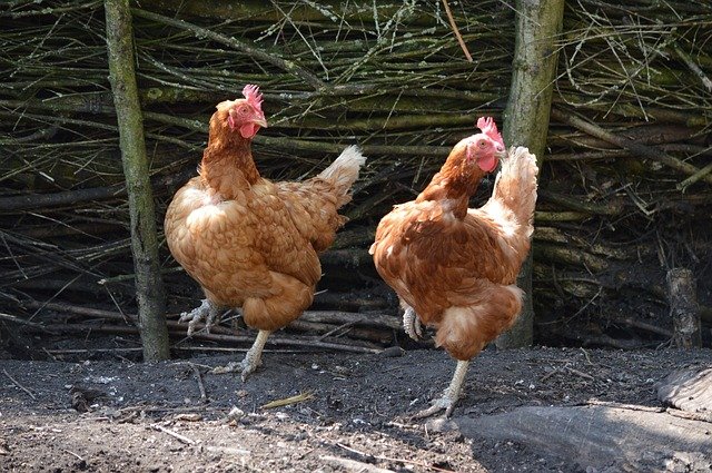 Pixabay_chickens-164419_640