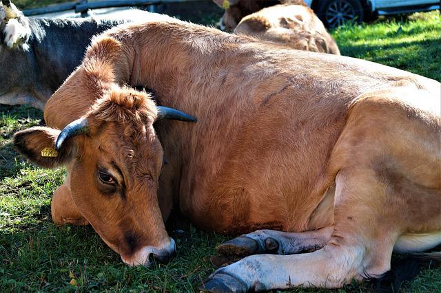 Pixabay_cow-2854895_640