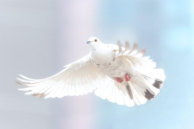 Pixabay_dove-2680487_640
