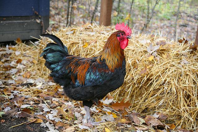 Pixabay_rooster-1284283_640