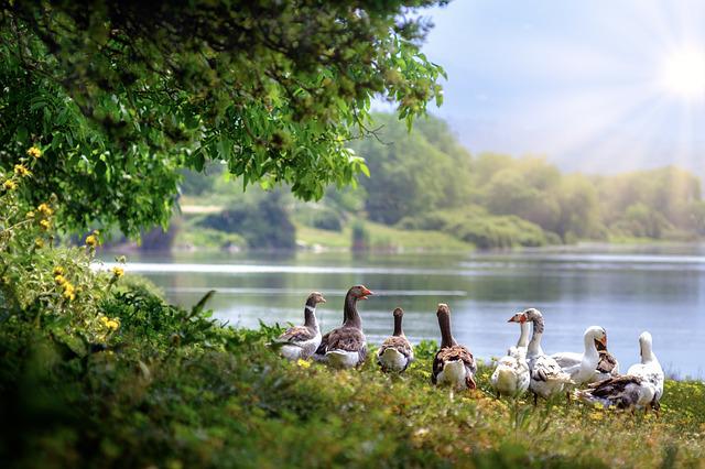 Pixabay_wild-geese-3379677_640
